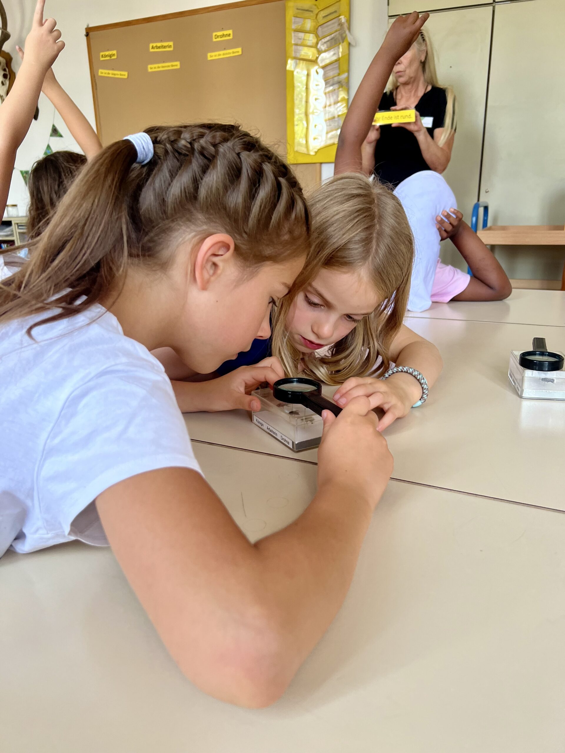 2a im Naturhistorischen Museum